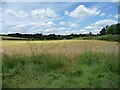 SU6324 : Barley field west of Floud Lane by Christine Johnstone