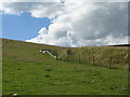 NT4346 : Pasture at Watherston by M J Richardson