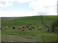 NT4347 : Cattle at Symington Mains by M J Richardson