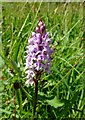 Common Spotted Orchid at Auchalton Meadow