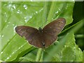 ST3484 : Ringlet butterfly, Great Traston Meadows by Robin Drayton