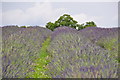 London : Sutton - Mayfield Lavender Fields