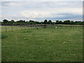 TL4532 : Horse field by Hugh Venables