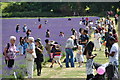 London : Sutton - Mayfield Lavender Fields