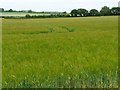 SU4846 : Barley field, north of Brickkiln Wood by Christine Johnstone