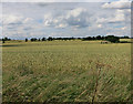 Wheat field near Cole End