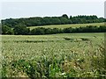 Wheatfield, east of Hunton Grange Farm