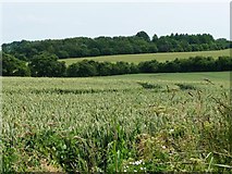 SU4940 : Wheatfield, east of Hunton Grange Farm by Christine Johnstone