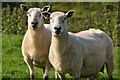 North Devon : Sheep Grazing