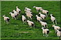 North Devon : Sheep Grazing