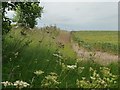 Wheatfield west of East Stoke Farm