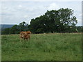 Grazing, Marstonbank Farm