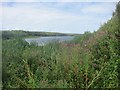 An abundance of plant and animal life have congregated around this old farm reservoir