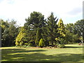 Clump of trees on Barham Park