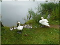TL2471 : A pair of swans with 6 cygnets near Huntingdon by Richard Humphrey