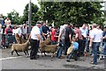 Prima donna sheep reluctant to leave the limelight of the judging ring