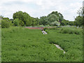 Watercress beds above the old mill dam