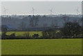 Farmland south of Newton Lane