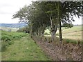 SS9141 : The Coleridge Way, near Spangate by Roger Cornfoot