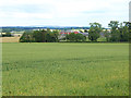 Field of wheat at Bartlehill Farm