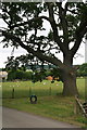 Old oak tree and swing in Sutton-under-Whitestonecliffe