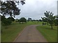 Approach drive and avenue in the park, Melford Hall