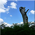 Dead tree beside Thoroughfare Lane