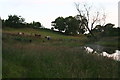 Cows by steaming pond