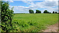 Grassy field near Llangrove