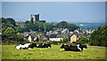 Cattle resting with Clitheroe Castle beyond