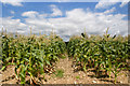SU7900 : Corn Field by Kurseong Carl