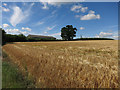 Ripening barley