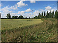 Wheat field by Rivett