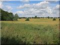 Oilseed rape field near Lopham