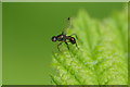 Sepsid fly, Rescobie Loch, Forfar