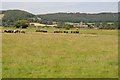 Cattle on meadowland near Tickenham