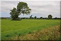 ST4367 : Farmland beside Claverham Drove by Philip Halling
