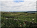 View  over  rough  pasture