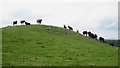 NU1427 : Cattle grazing on Huds Knowe at Birchwood Hall by Graham Robson