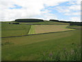 Hay field at Windydoors