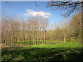 Young woodland near Walreddon