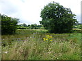 Rough ground, Mullaghmenagh Upper