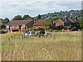 Shalford Common