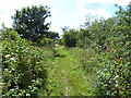 Border Abbeys Way north of Jedfoot