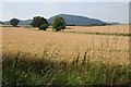 Wheat fields and Woodbury Hill