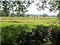 Field of mown hay