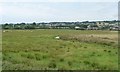 Drained cattle pasture, Seaton Marshes