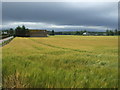 Crop field, Whiteinch