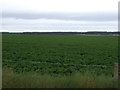 Crop field near Kintessack