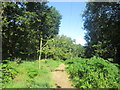 Footpath through the woods north of Panorama Rocks